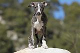 WHIPPET 109